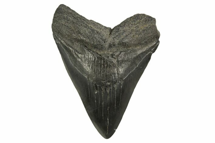 Fossil Megalodon Tooth - South Carolina #331522